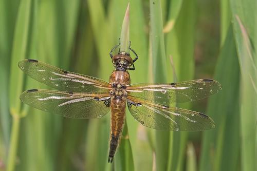 Réf. 226 985 : Libellula quadrimaculata